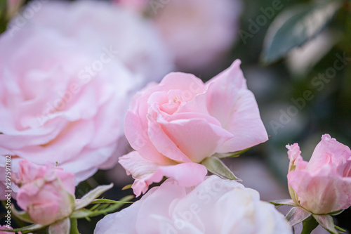 rose   cultivars   La Mari  e               