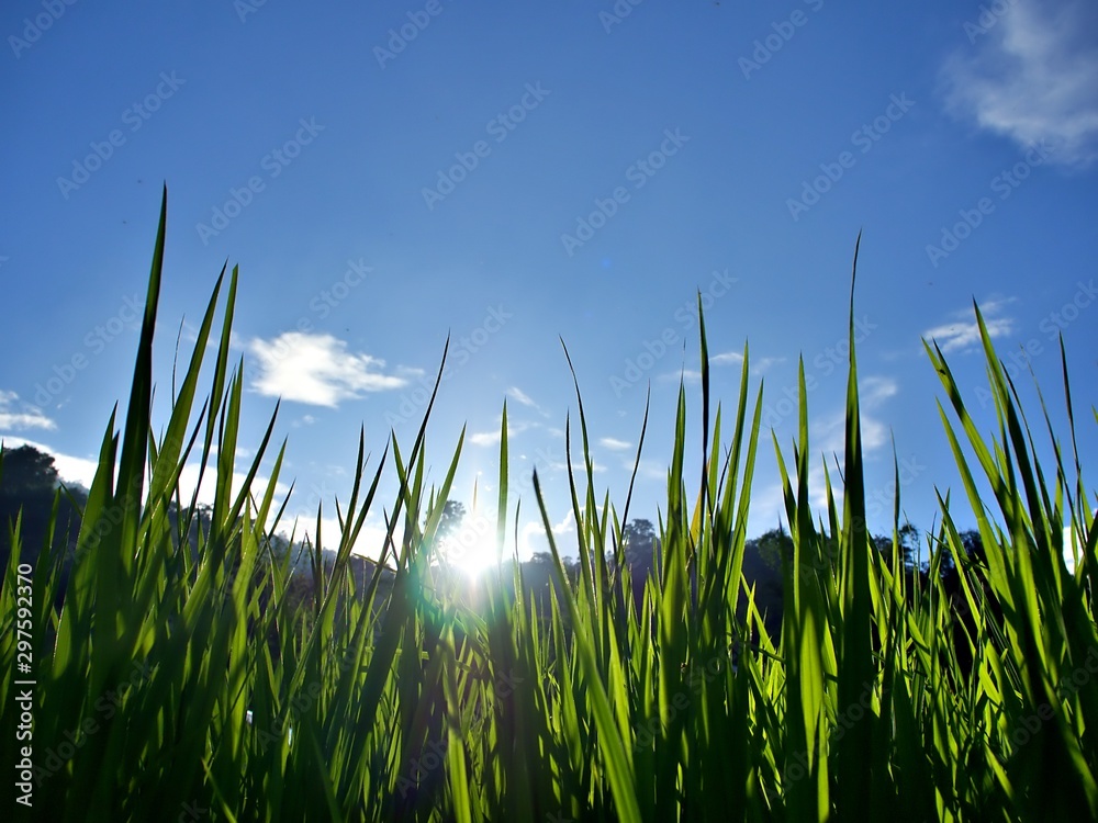 Obraz premium The sun set over the rice farm and the blue sky with cloud in the evening in Chaingmai, Thailand