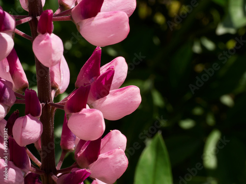 A close shot of lupin flowers in the garden