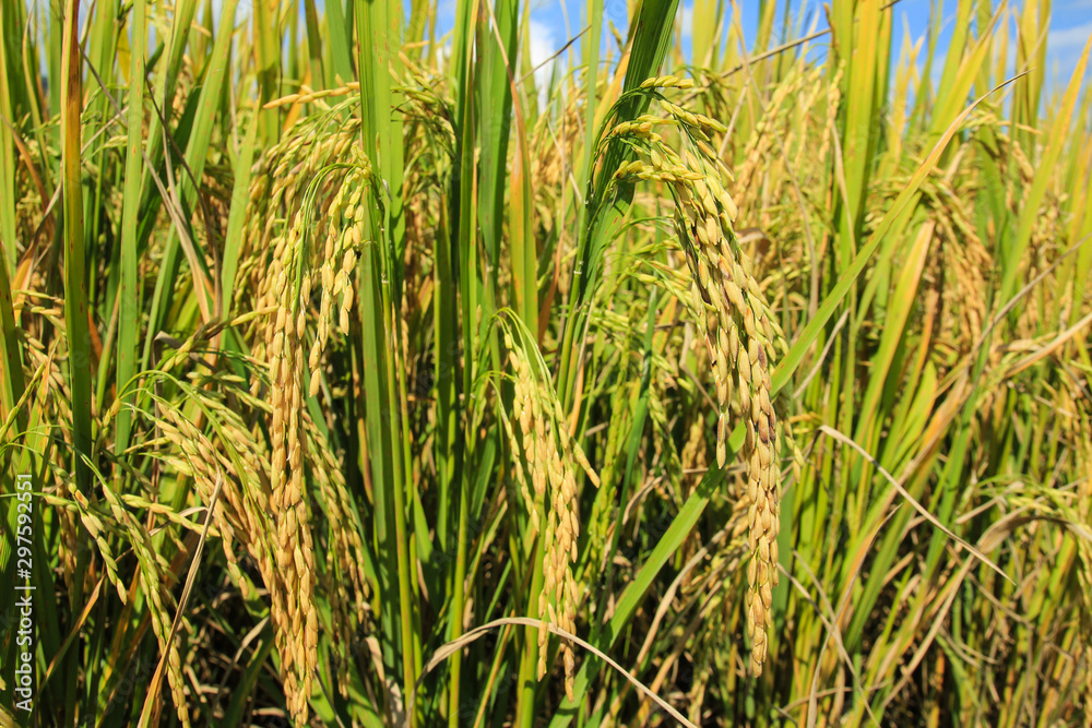 Rice field in Chiang Mai ,Thailand.