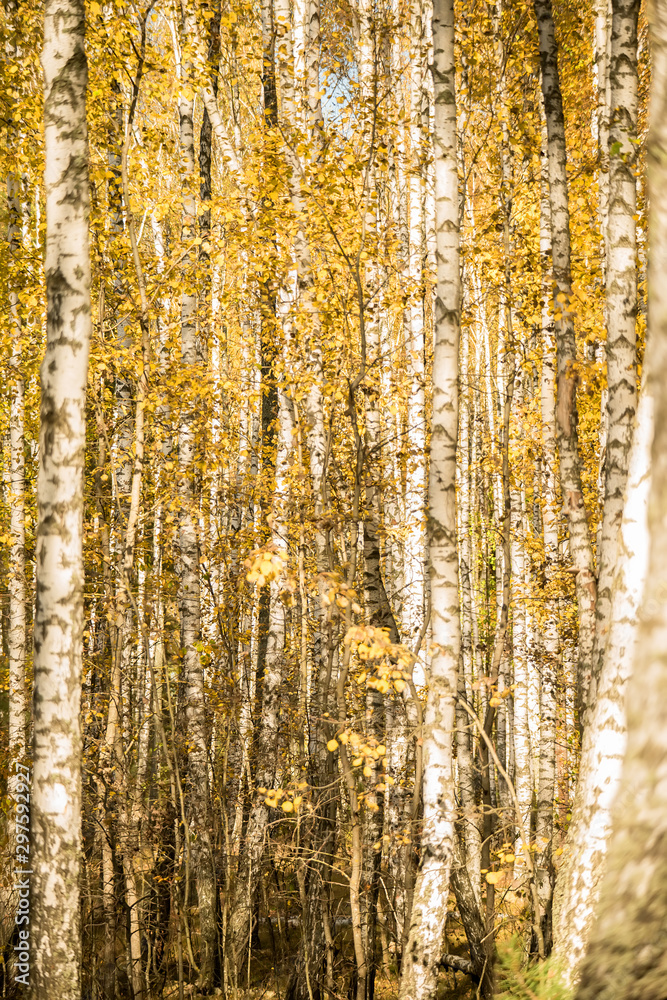 Obraz premium Autumn birch forest with bright leaves on a sunny day.