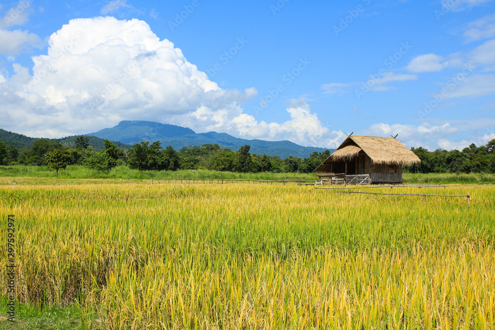 Rice field in Chiang Mai ,Thailand.