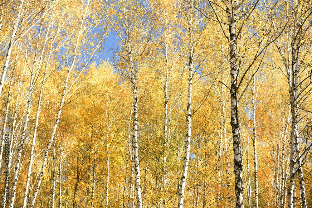Autumn birch forest with bright leaves on a sunny day. Autumn birch forest with bright leaves on a sunny day.