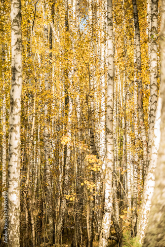 Autumn birch forest with bright leaves on a sunny day.