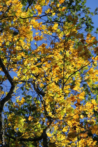 Feuilles aux couleurs d’automne © jgn71