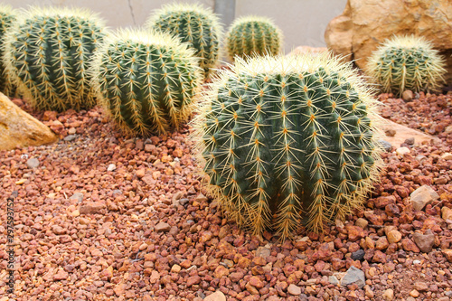 Cactus in Tropical Botanica...