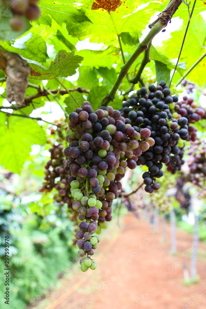 Grapes on plantations in Thailand.