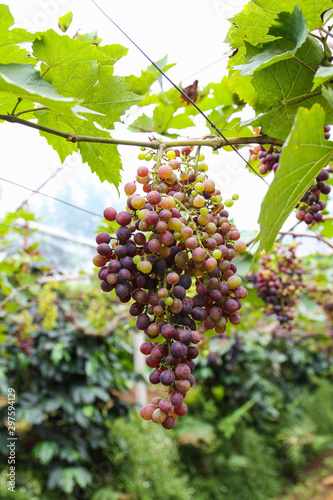 Grapes on plantations in Th...