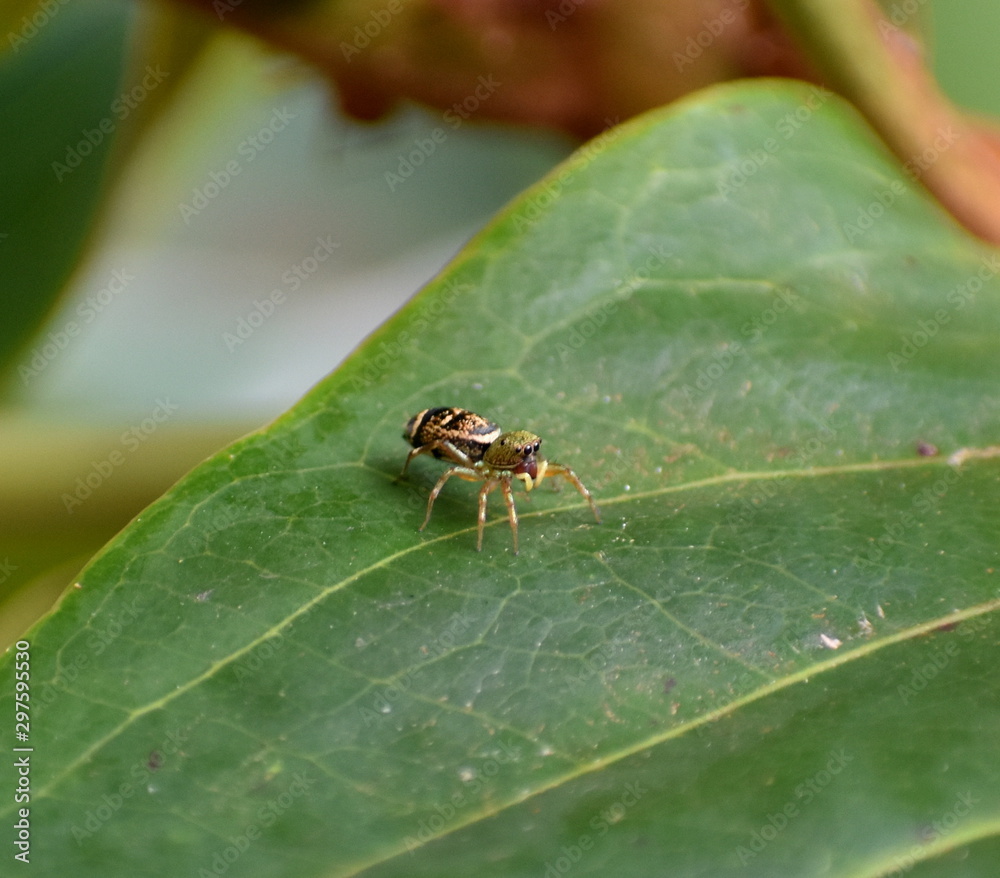 Close up of a vibrantly colored jumping spider on a leaf in a garden Close up of a vibrantly colored jumping spider on a leaf in a garden