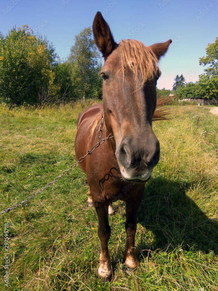 photo of a red horse in the meadow on a summer day