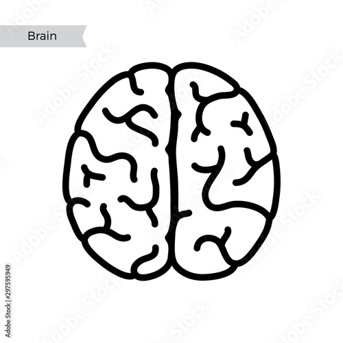 Vector illustration of human brain anatomy 