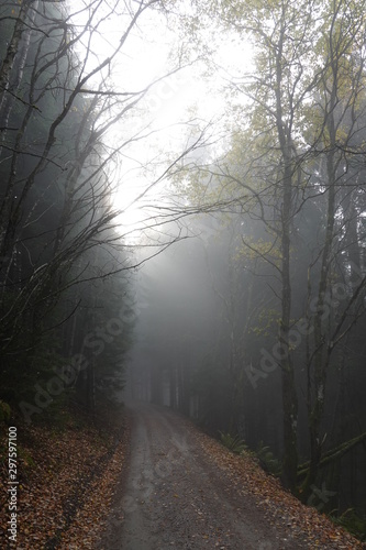 mystical forest with fog in autumn