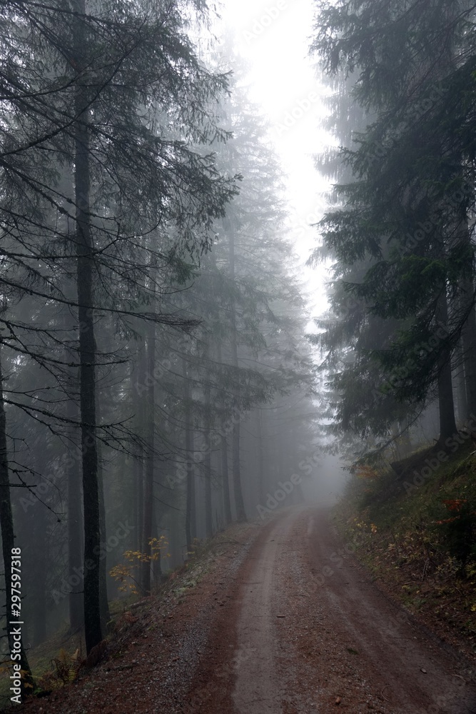 Fototapeta premium mystical forest with fog in autumn