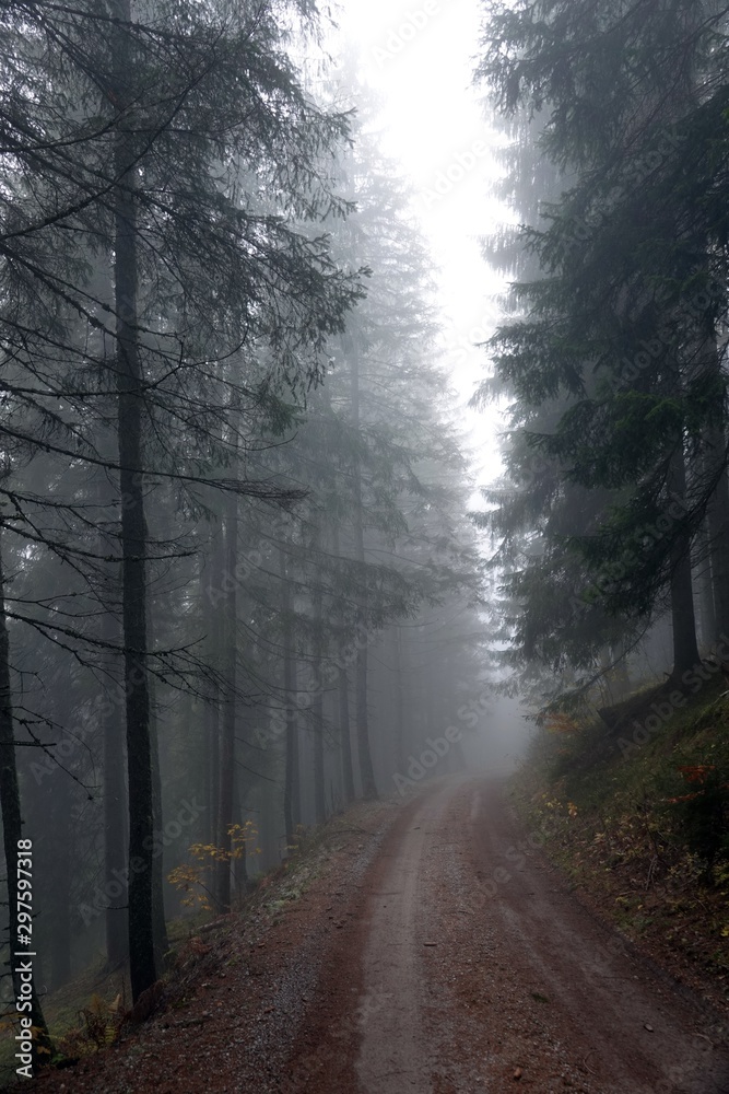 mystical forest with fog in autumn
