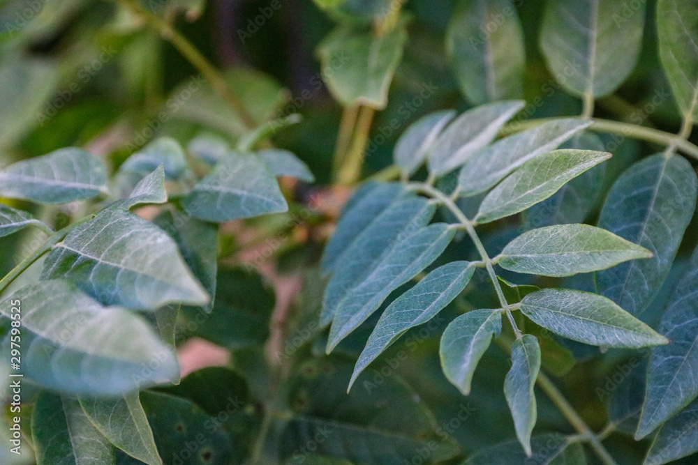 Focus sur des feuilles de jardin, végétation Focus sur des feuilles de jardin, végétation