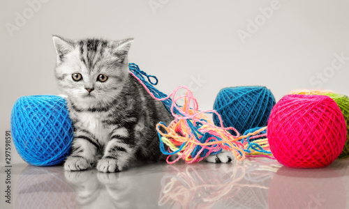 Foto grey beautiful little kitten
