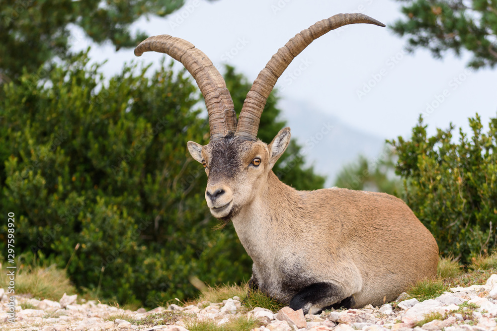 Spanish Ibex (Capra pyrenaica) in nature, natural park els ports