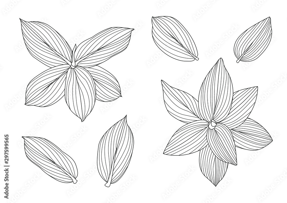 Leaves line single leaf and leaf pattern black Bring to color decorate on white background illustration vector Leaves line single leaf and leaf pattern black Bring to color decorate on white background illustration vector
