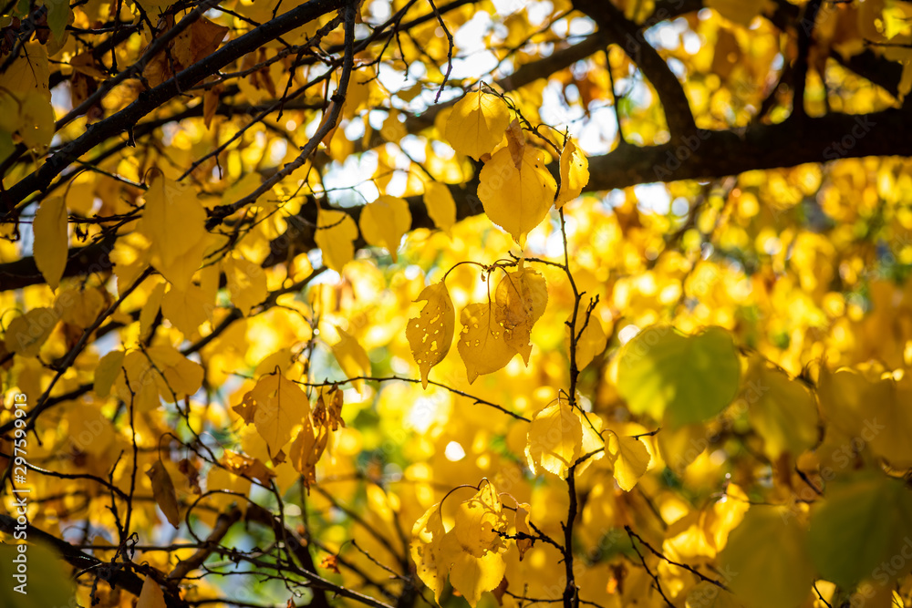Obraz premium Nice yellow orange red leaves nature background abstract macro close up autumn