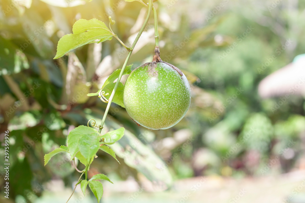 Raw Passion fruit on tree with sunlight on blur nature background.