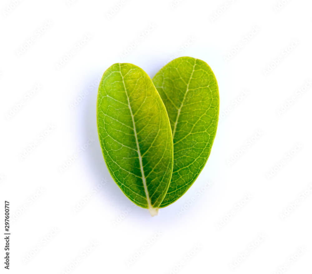 Fototapeta premium Tropical leaves on white background