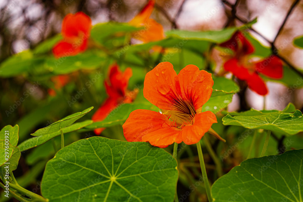 ORANGE AUTUMN FLOWERS NASTURTIUMS WITH GREEN LEAVES AT THE NETWORK FENCE IN THE GARDEN ORANGE AUTUMN FLOWERS NASTURTIUMS WITH GREEN LEAVES AT THE NETWORK FENCE IN THE GARDEN