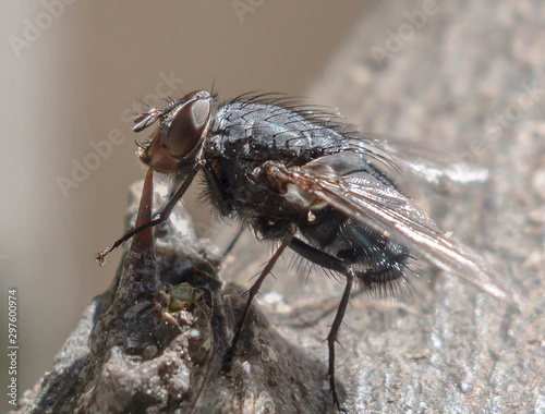 mosca