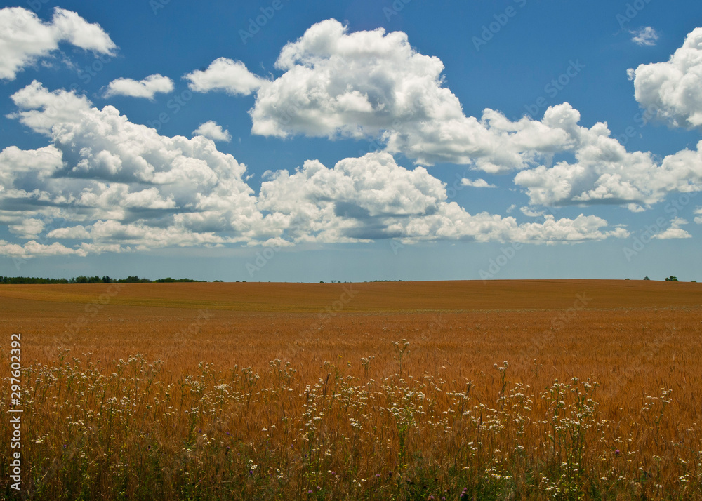 Clouds over field of orange