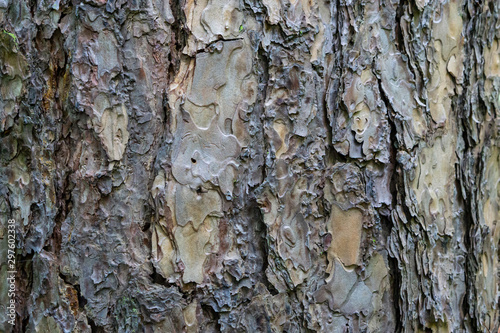 The surface of the bark around the trunk
