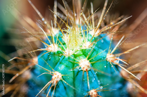 Closeup cactus