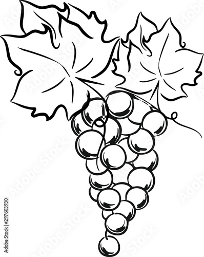 GRAPE WINE ICON AMARONE