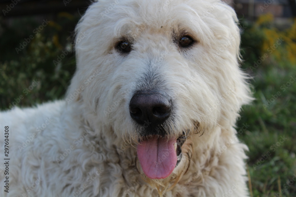 Weißer Hund Weißer Hund