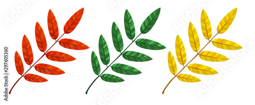  Set of colorful autumn ash leaf vector. Yellow, green and red isolated on white background.