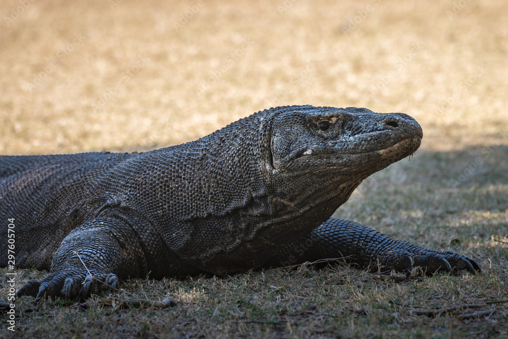 Komodowaran