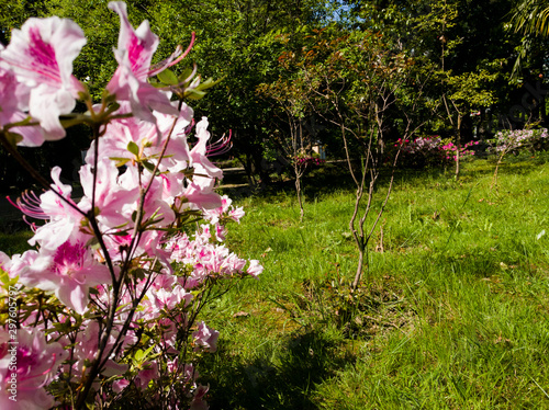 Beautiful flowers in the city of Sochi photo