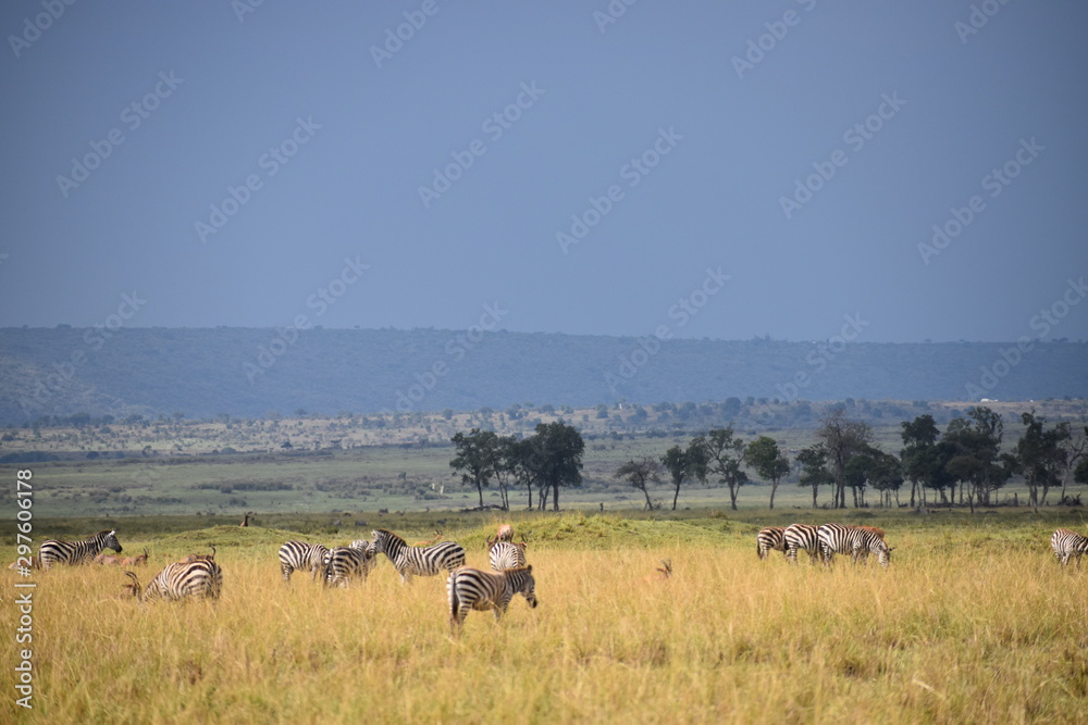 Zebras of the Mara Plains