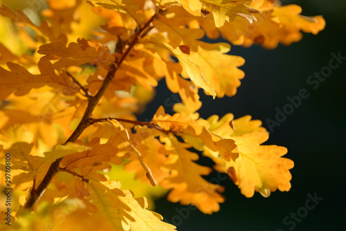 Beautiful colorful leaves in autumn forest. Red, orange, yellow, green and brown autumn leaves. Oak foliage. Seasonal background.