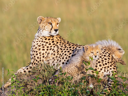 Cheetah with two cubs lying and looking at something