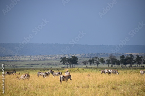 Zebras of the Mara Plains © Laura Otterness