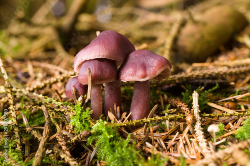 Mycena pura or Lilac Bonnet also known as the Lilac Bellcap a poisonous fungi common in forests