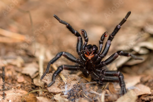 amblyocarenum sp. spider in catalonia