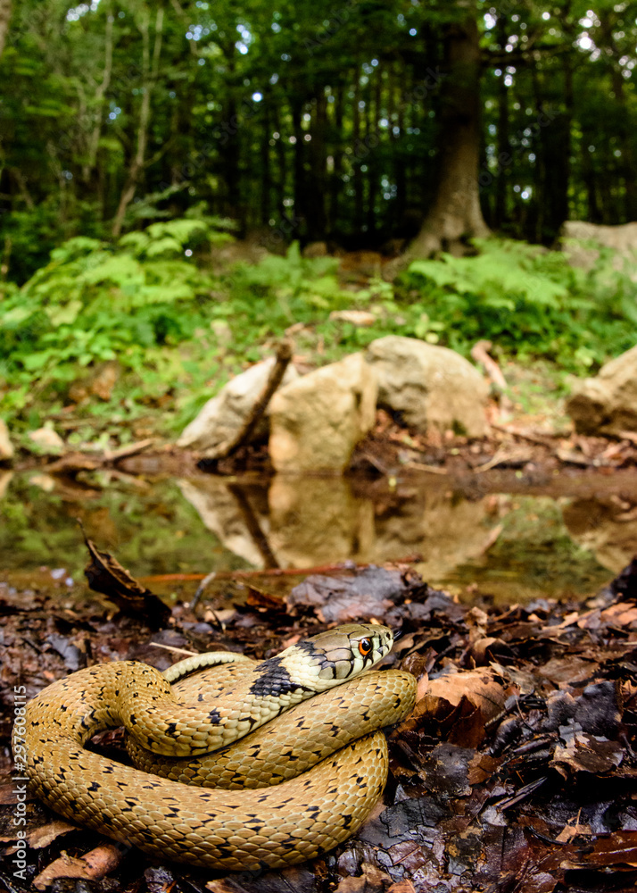 Fototapeta premium Grass snake (Natrix astreptophora) in habitat