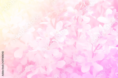 Blurred of rose flowers pink blooming. in the pastel color style for background.