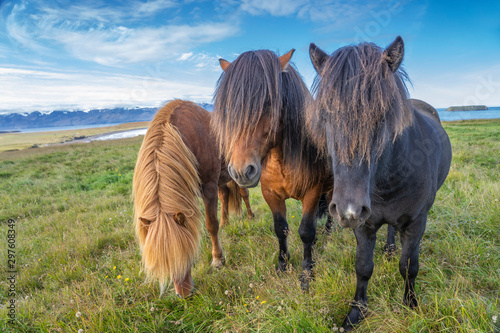 Fotografie funny iceland ponies with a stylish haircut grazing on a pasture in northern Ice