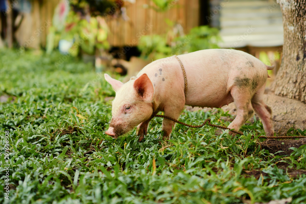 Newborn piglet on green grass on a farm. Newborn piglet on green grass on a farm.