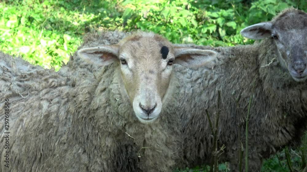 Close up of two sheep looking on farmland Close up of two sheep looking on farmland