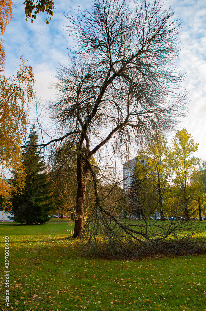 Fototapeta premium trees in autumn