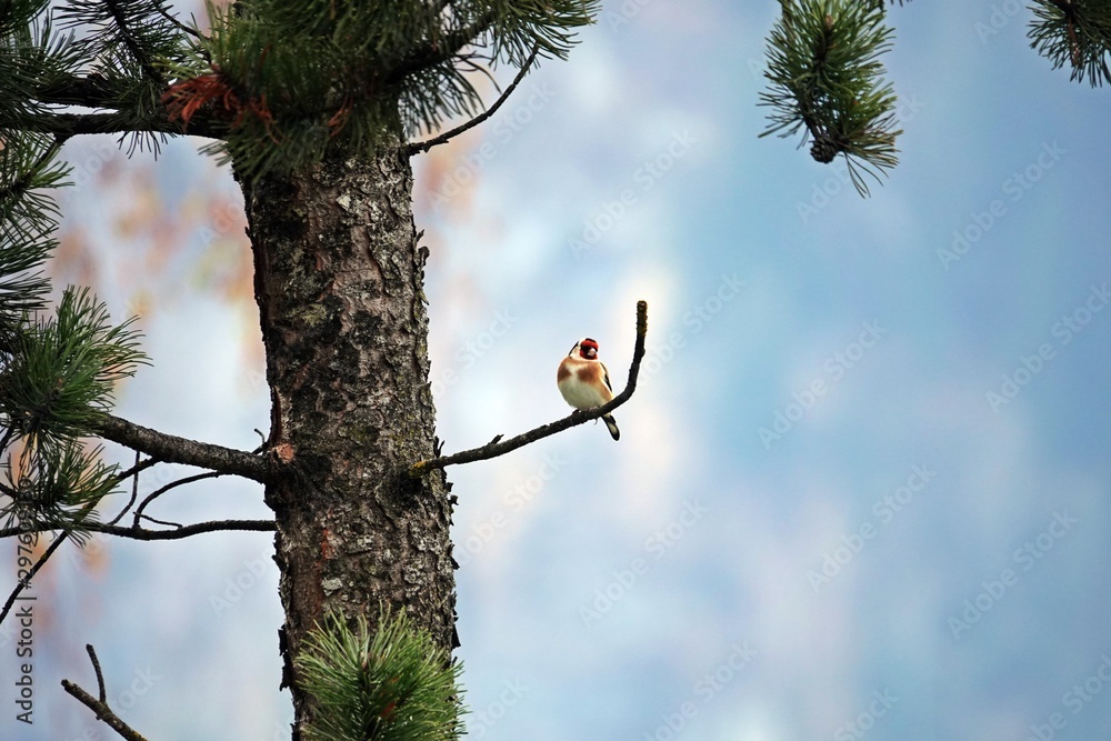 a beautiful goldfinch a songbird perched on a twig from a swiss stone pine or pinus cembra