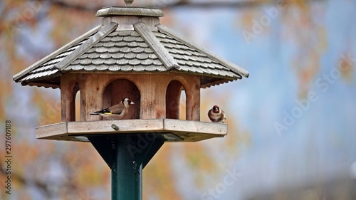 Photography beautiful goldfinch on a bird house in autumn