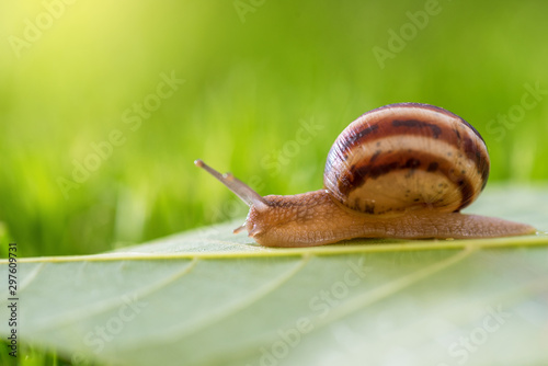Snail in grass.